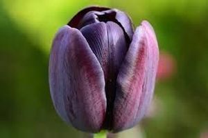 TULIPE BLACK JACK 40
